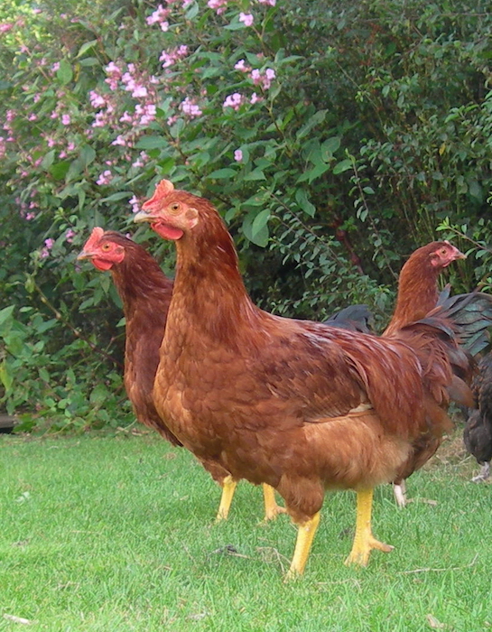 holiday-boarding-for-chickens